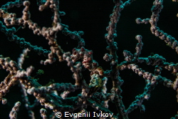 Pigmy Seahorse by Evgenii Ivkov 